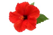 a red hibiscus flower isolated on white background
