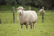 Sheep Production in the Southeast - Alabama Cooperative Extension System