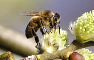 Bumblebees vs. Honeybees: What