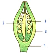 Question Image