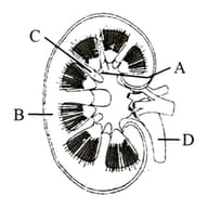 A notch present on the inner medial side of kidney is known as