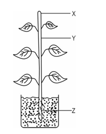 Question Image