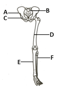 Diagram Of Right Pectoral Girdle And Upper Arm