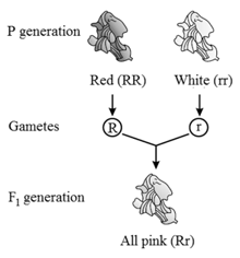 Inheritance of One Gene Contains Questions With Solutions & Points To ...