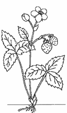 flower.PNG