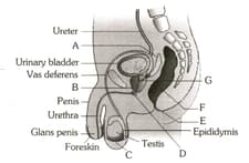 Question Image