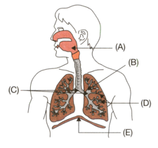 Which is the respiratory pigment in human beings State its function