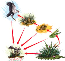 Food Chain Contains Questions With Solutions & Points To Remember