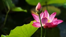 Plan your next trip to Beijing: lotus in bloom at Old Summer Palace - CGTN