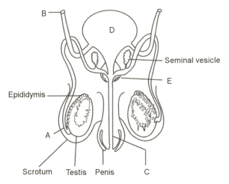 Question Image
