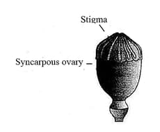 Question Image