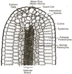 Question Image