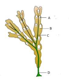 Division Thallophyta Contains Questions With Solutions & Points To Remember