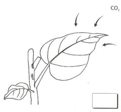 Question Image