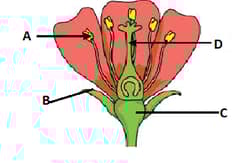 Question Image