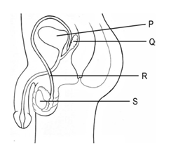 Question Image
