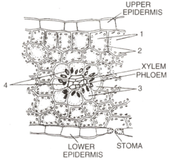 Biosynthetic Phases of Photosynthesis Contains Questions With Solutions ...