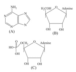 Structure And Functions Of Nucleic Acids Contains Questions With 