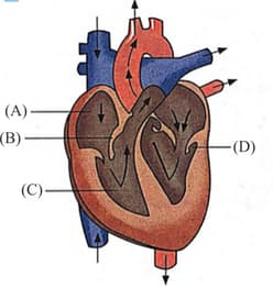 A delay in conduction through the AV node is seen on the ECGCT Scan as ...