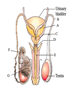 Question Image
