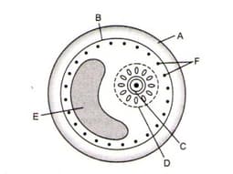Question Image