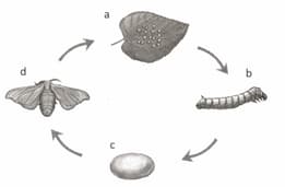 Question Image