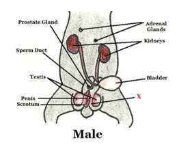 Question Image