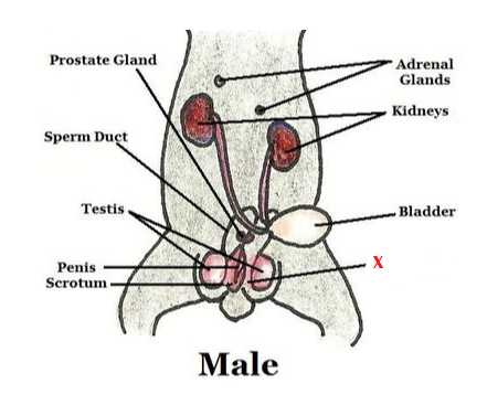 The male reproductive system of rabbits consists of a pair of ovaries ...