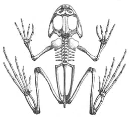 Image result for skeleton of frog