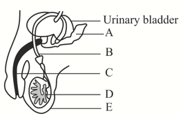 Give Reason Why Uterine Lining Becomes Thick And Spongy After Fertilisation