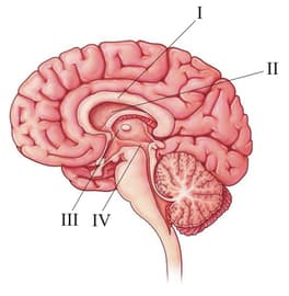 The hormones stored in posterior pituitary are synthesised in