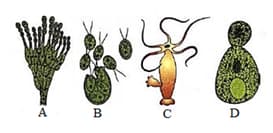 Question Image