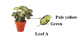 Question Image