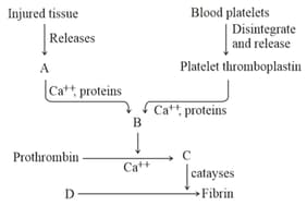 Blood Clotting Process