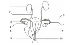 Question Image