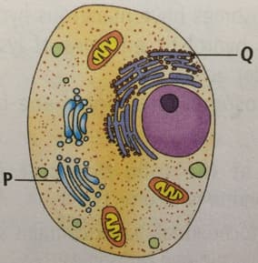 Question Image