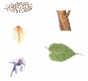 Question Image