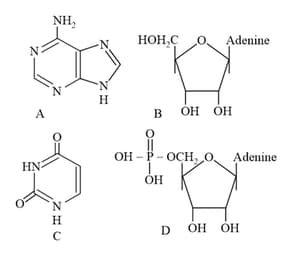 A higher nucleotide is a nucleotide having