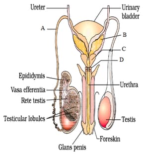 Question Image