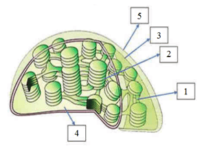 Question Image