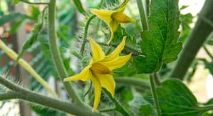 How‌ ‌to‌ ‌Hand‌ ‌Pollinate‌ ‌Your‌ ‌Tomato‌ ‌Flowers‌