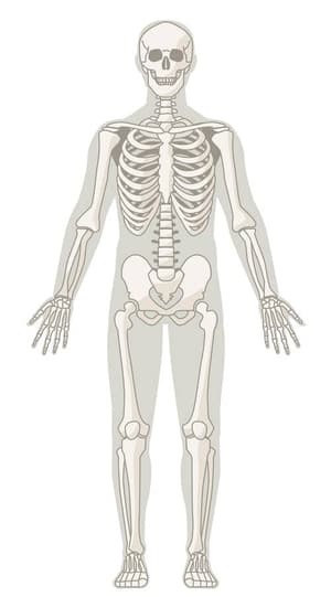 If You Can Correctly Identify All 25 Of These Bones, You Deserve A PhD