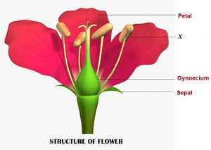 Question Image