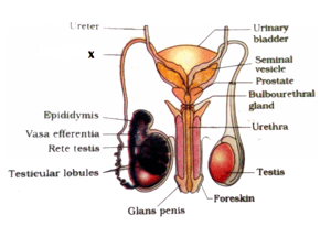 Question Image