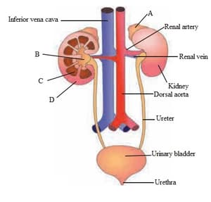 The internal urinary sphincter is under involuntary control whereas the ...