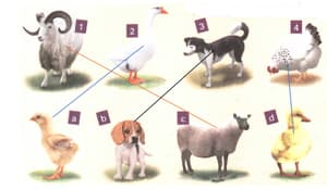 Question Image