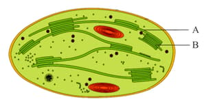 Eukaryotic Cell Contains Questions With Solutions Points To Remember