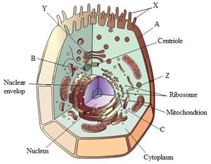 Question Image
