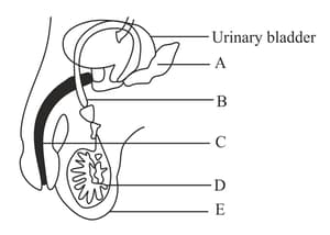 Prostate gland pours an alkaline secretion into the semen