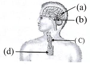 Question Image